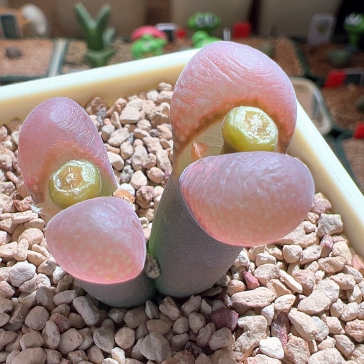 A760青蛙种源优选五年鲑鱼粉。  八八折后价。 