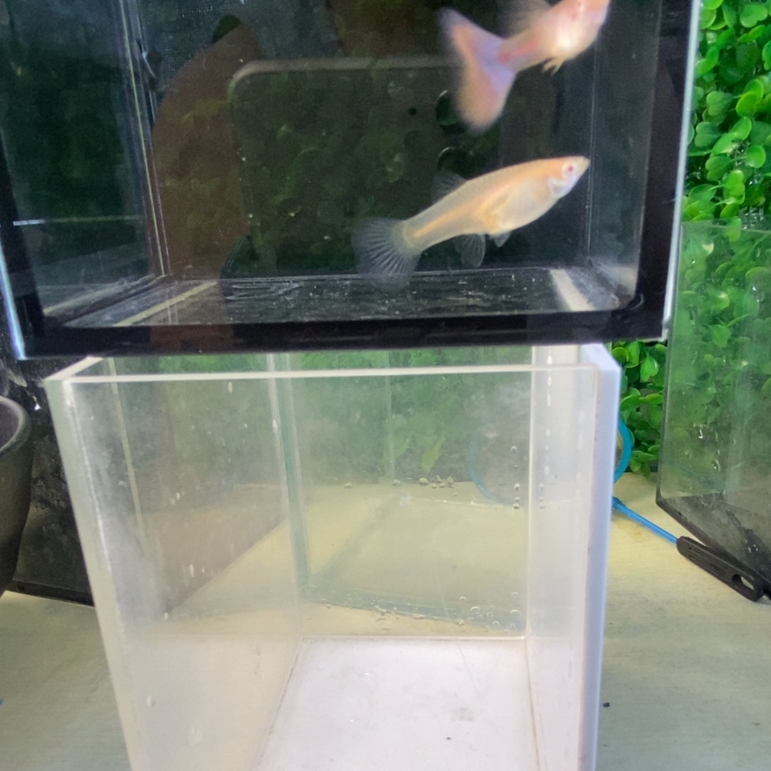 孔雀鱼金粉欧翼一对