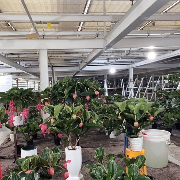 ，***！完全开放15花苞玫红