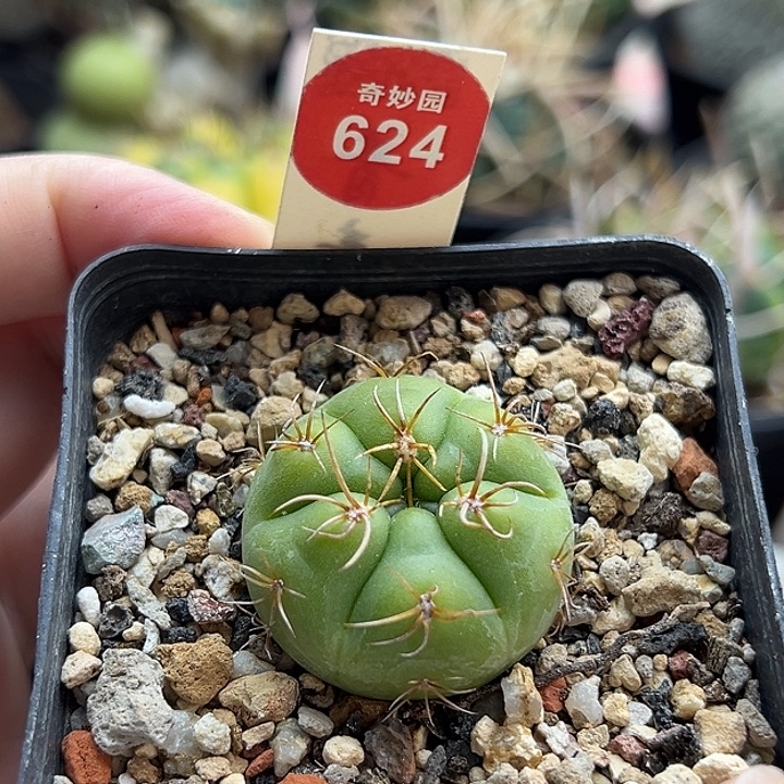 实生海王一棵仙人球