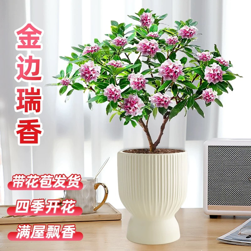 金边瑞香盆栽浓香型老桩大苗带花苞耐寒阳台花卉植物室内花年宵花