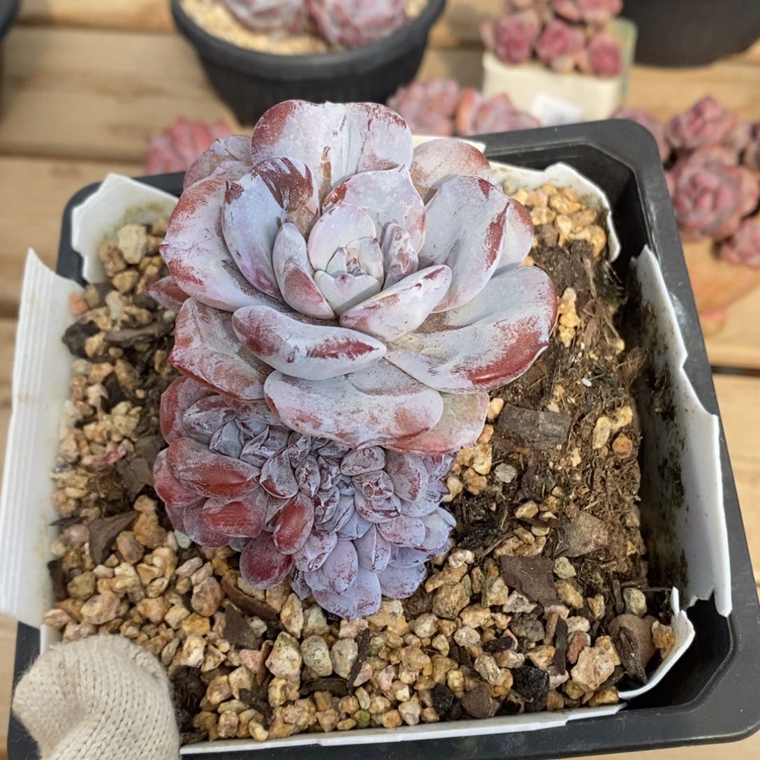 颜***-奶茶缀哈哈哈哈哈