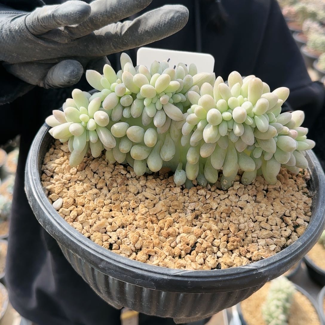 1617号   58.8       肉