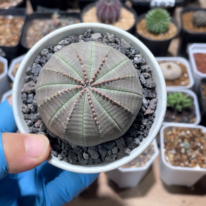 239实生大单头欧布