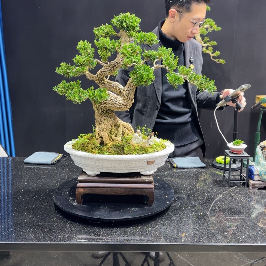 黄杨室内室外盆景艺术