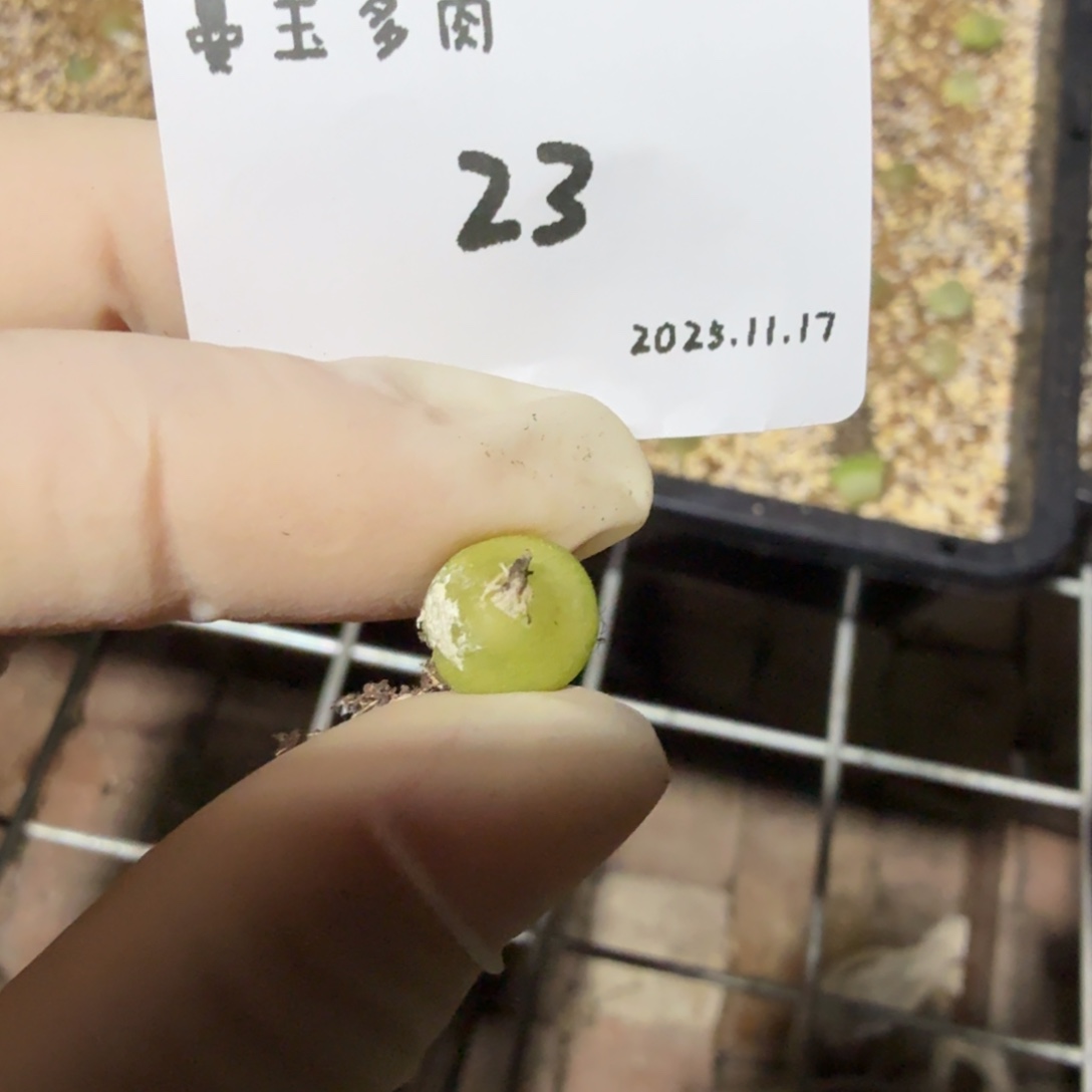 用***5多肉多肉多肉11.17-023 大葫芦