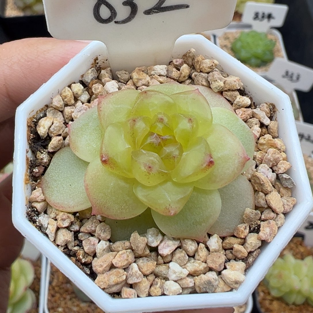 832号极光甜心 晗雨