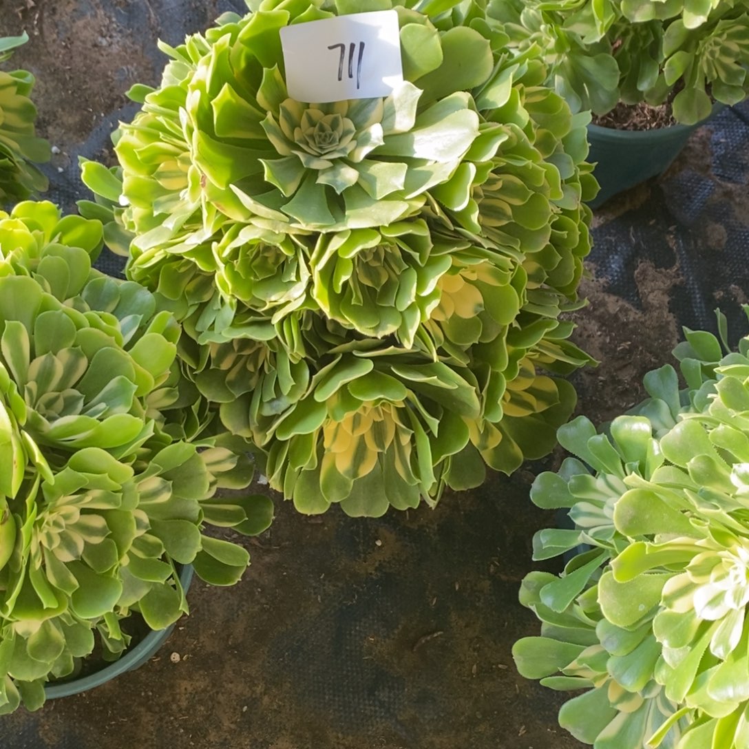 不开花植物711号辛尼亚多肉1颗
