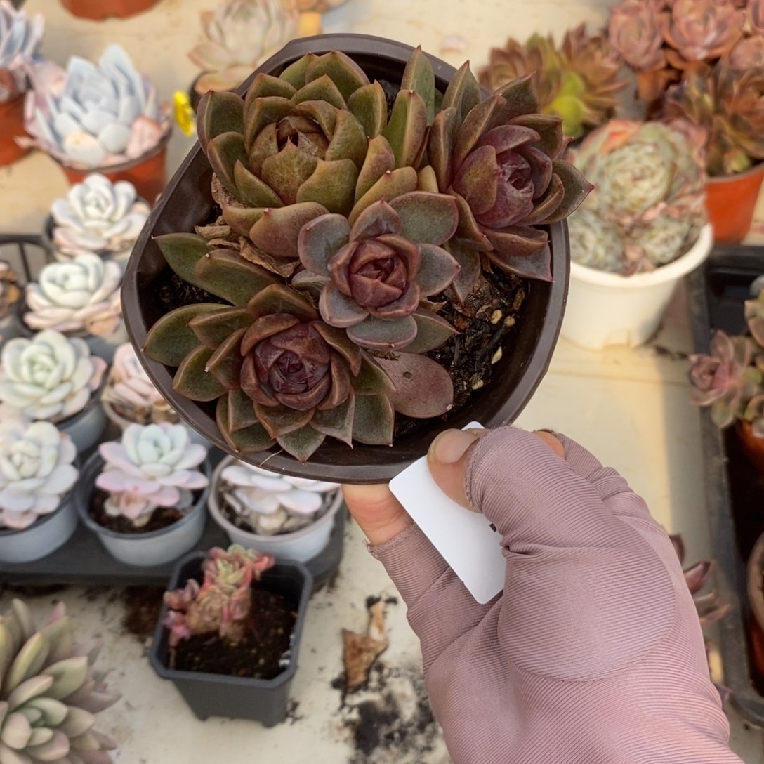 6148巧克力慕斯一物一拍