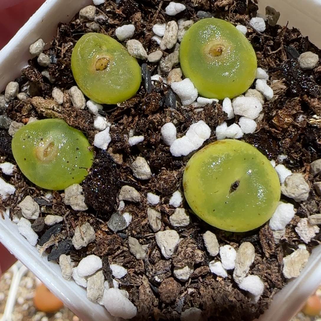 肉锥多肉植物百科-水晶鞋有疤891