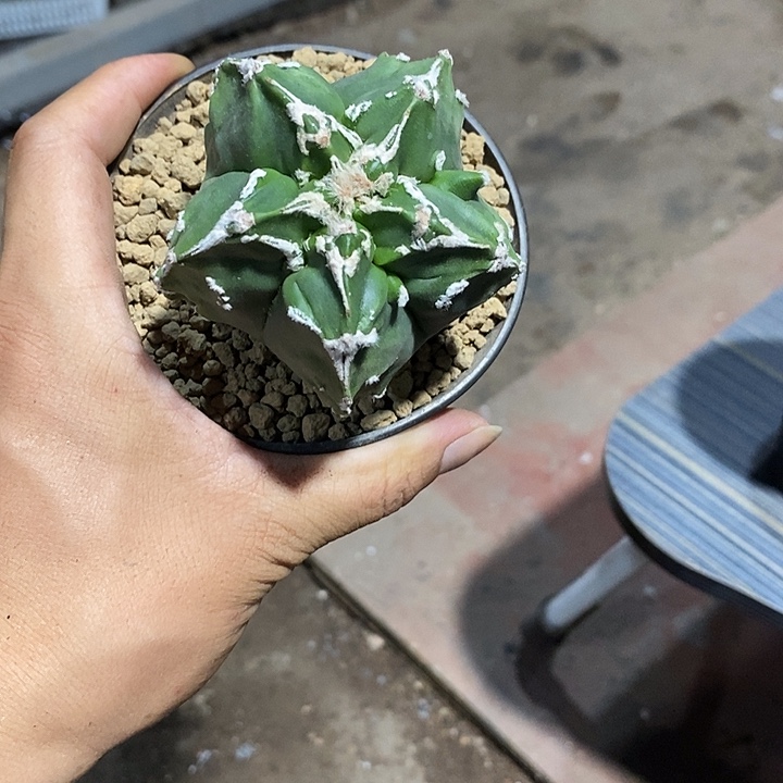 故***了鸾凤玉实生脱土发货