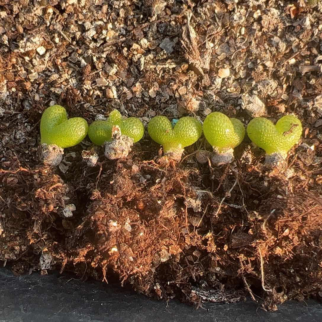 0000量拍妖奇玉5颗