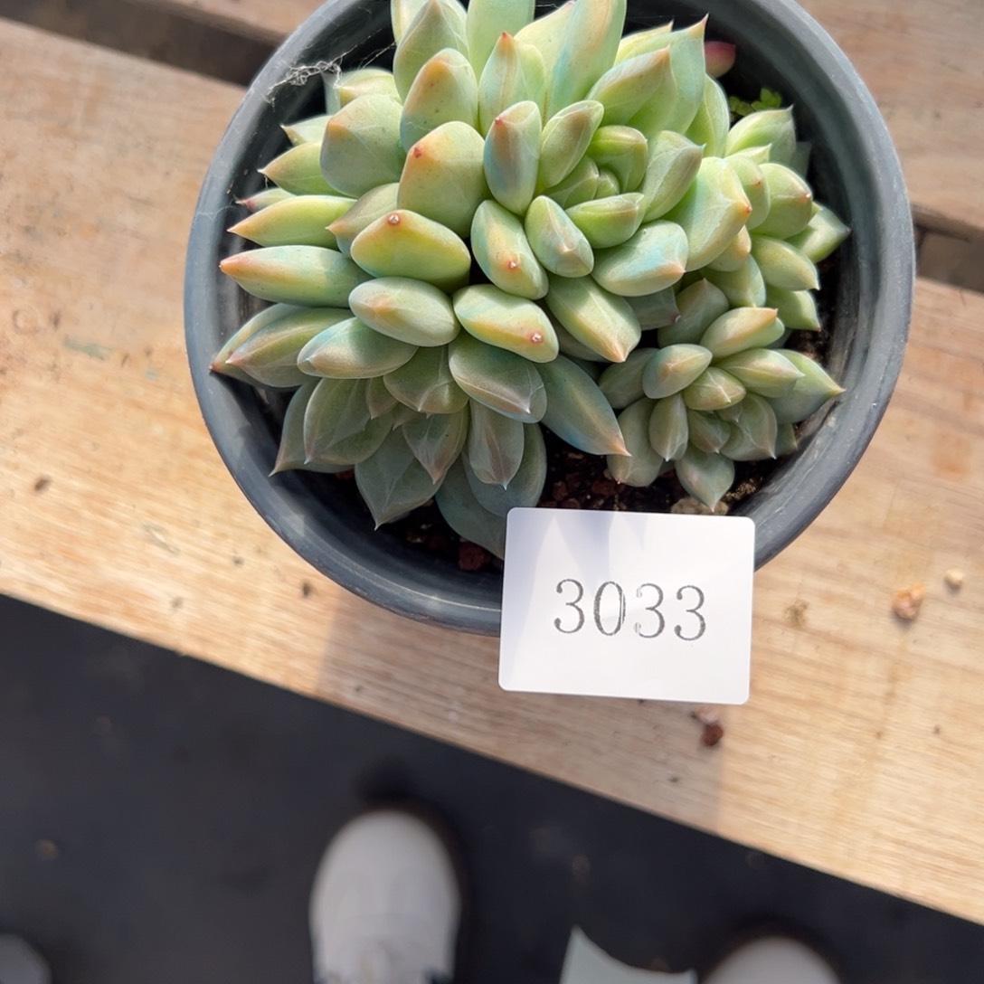 弑**熙3033不包整肉肉肉肉肉