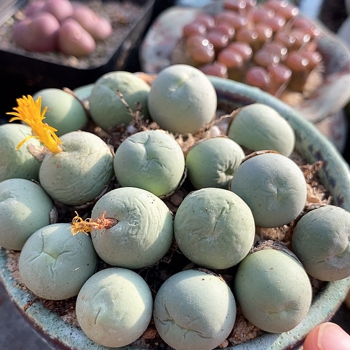 13509鸽子蛋样本一颗         