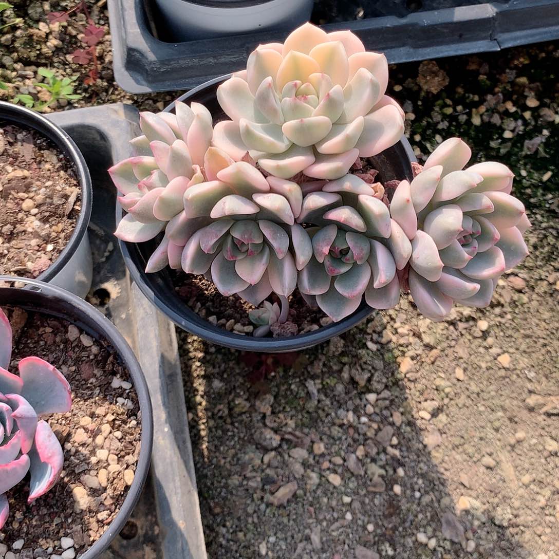 佳人锦多肉植物老桩