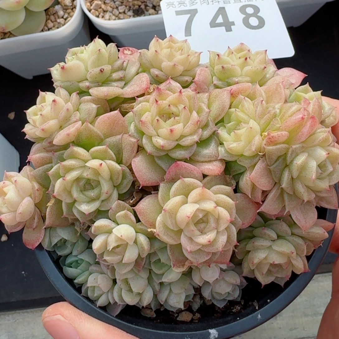 希*西麦秆群生整装无砍