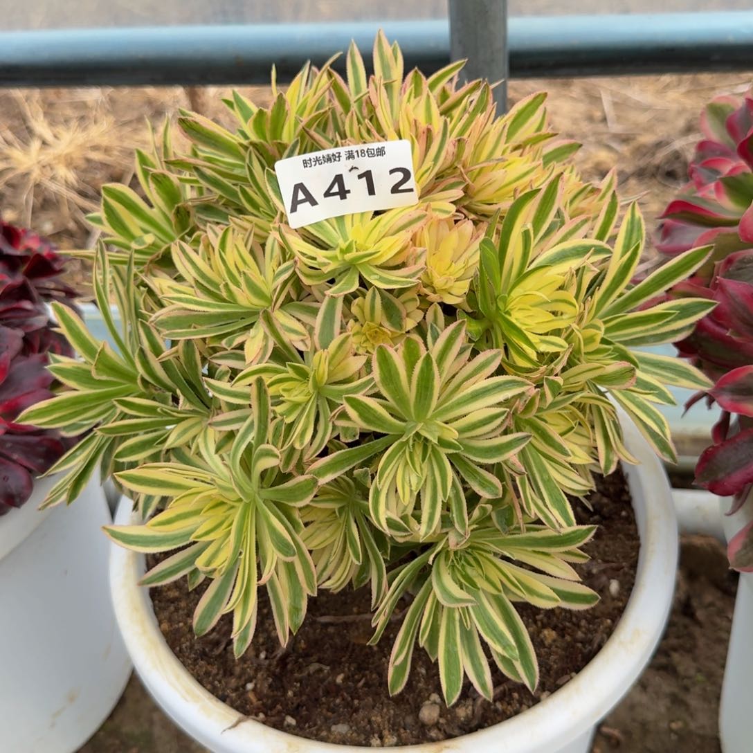 412夕颜。多肉植物