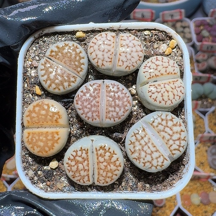 生石花3:：：。星。  385号