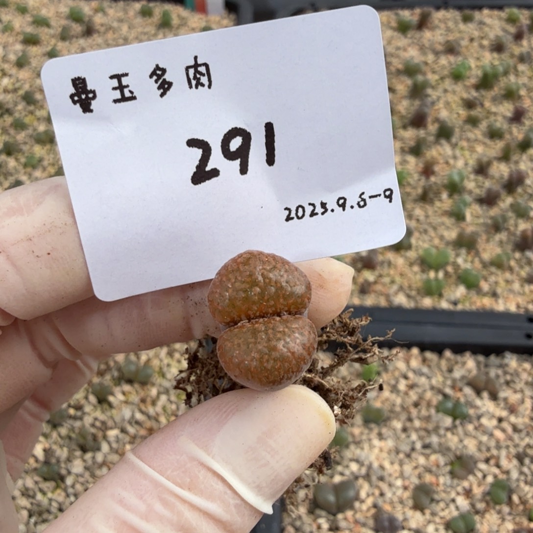 奶***栗多肉多肉多肉9-291超蛋1808.4