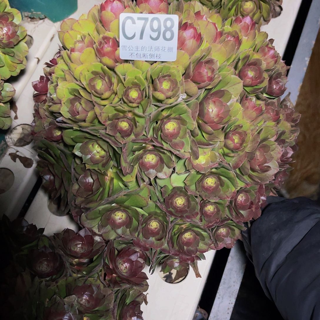 法师法师3/31包邮法师