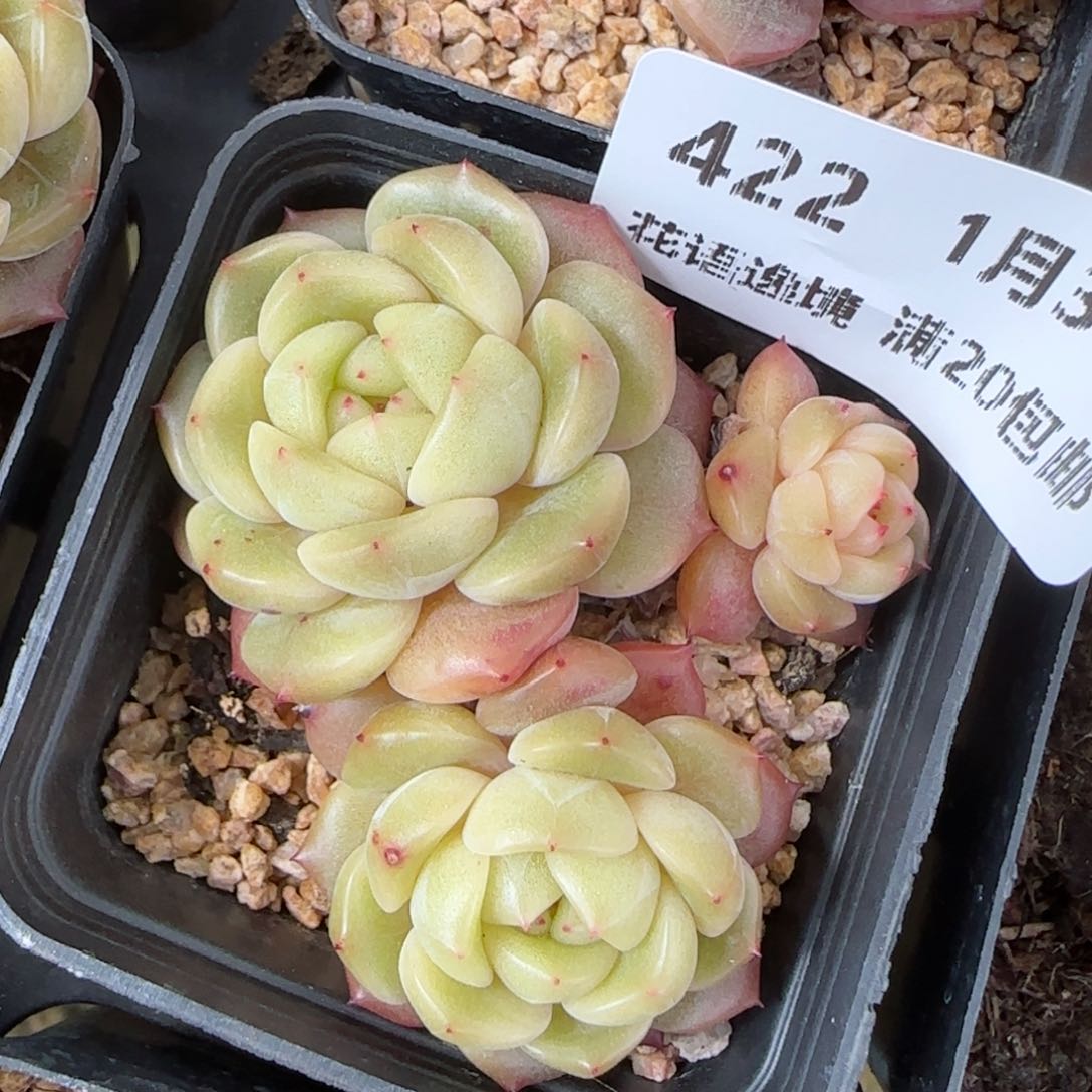 花语逸镜0130-422