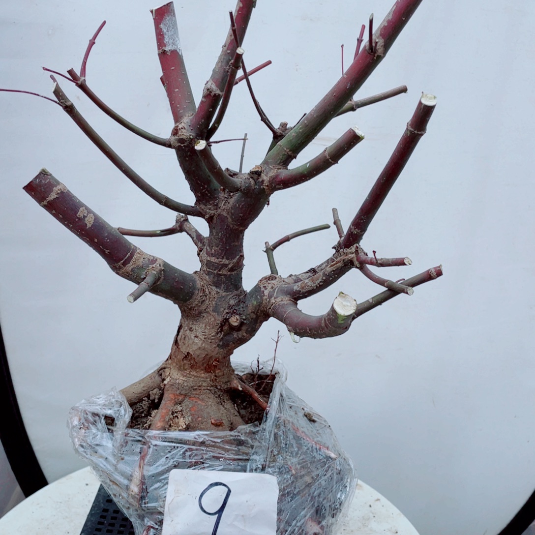 春***堂无花朵出星星老桩