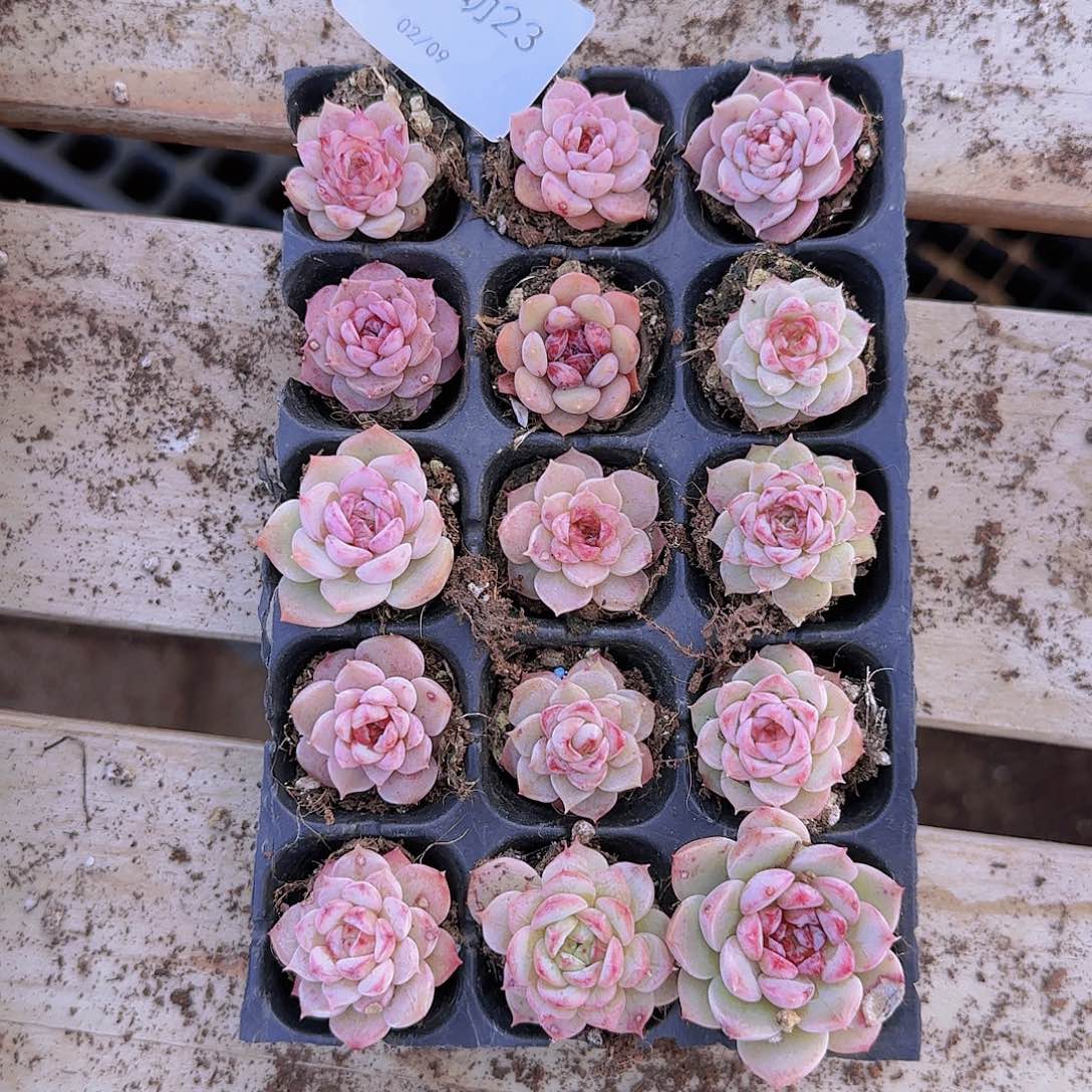 直播一物一拍多肉23