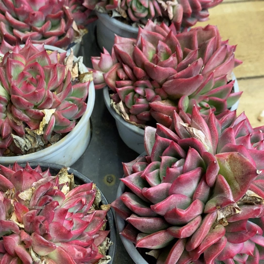 127。弗洛瑞安娜。群生。