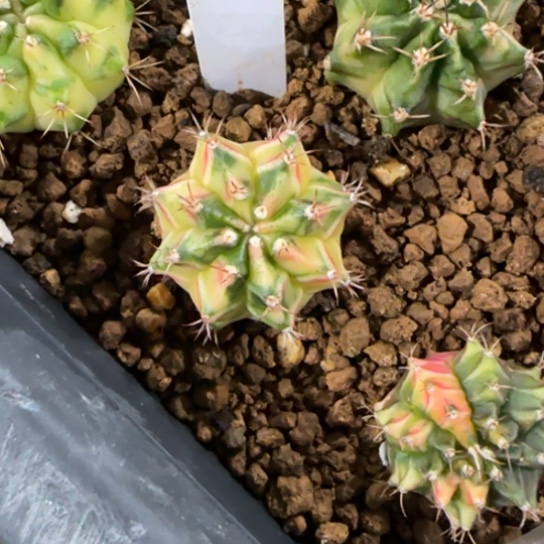 19-0121泰国发货多肉