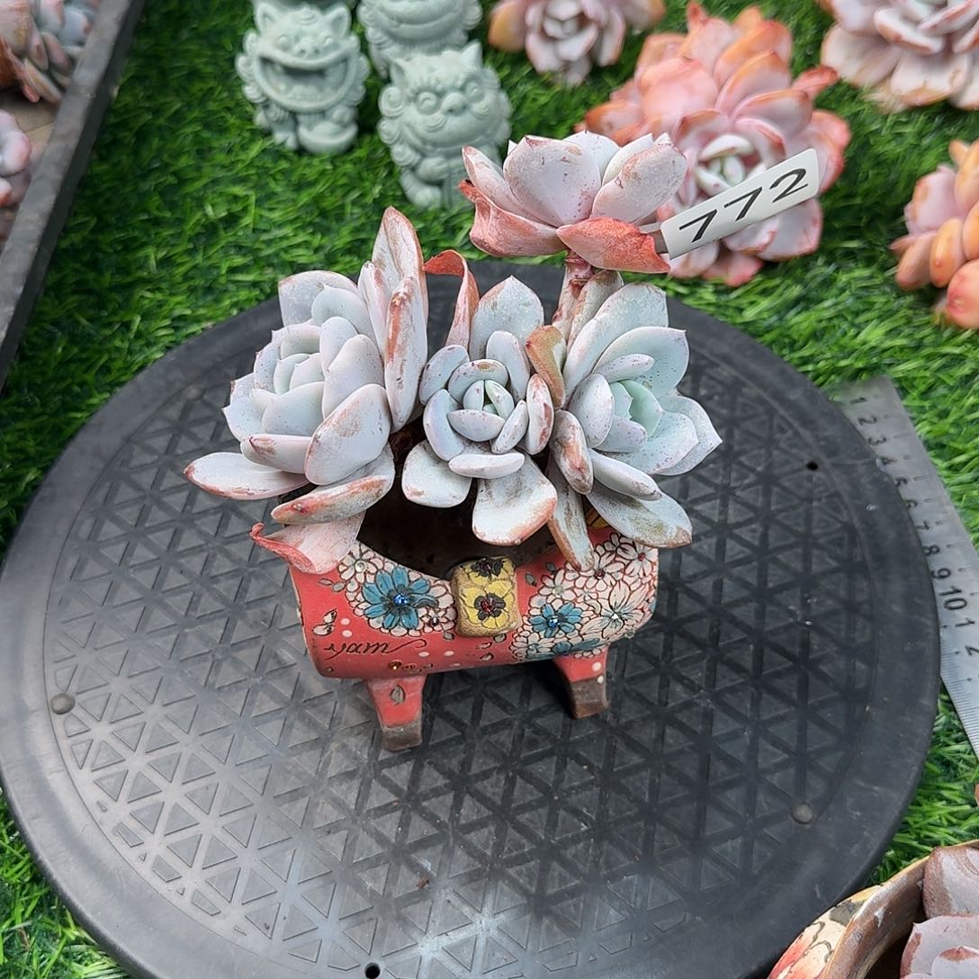 772  多肉 售后范围，签收起7天内