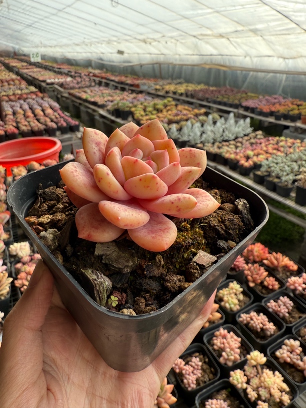 凌雪 十方 冠幅6-8