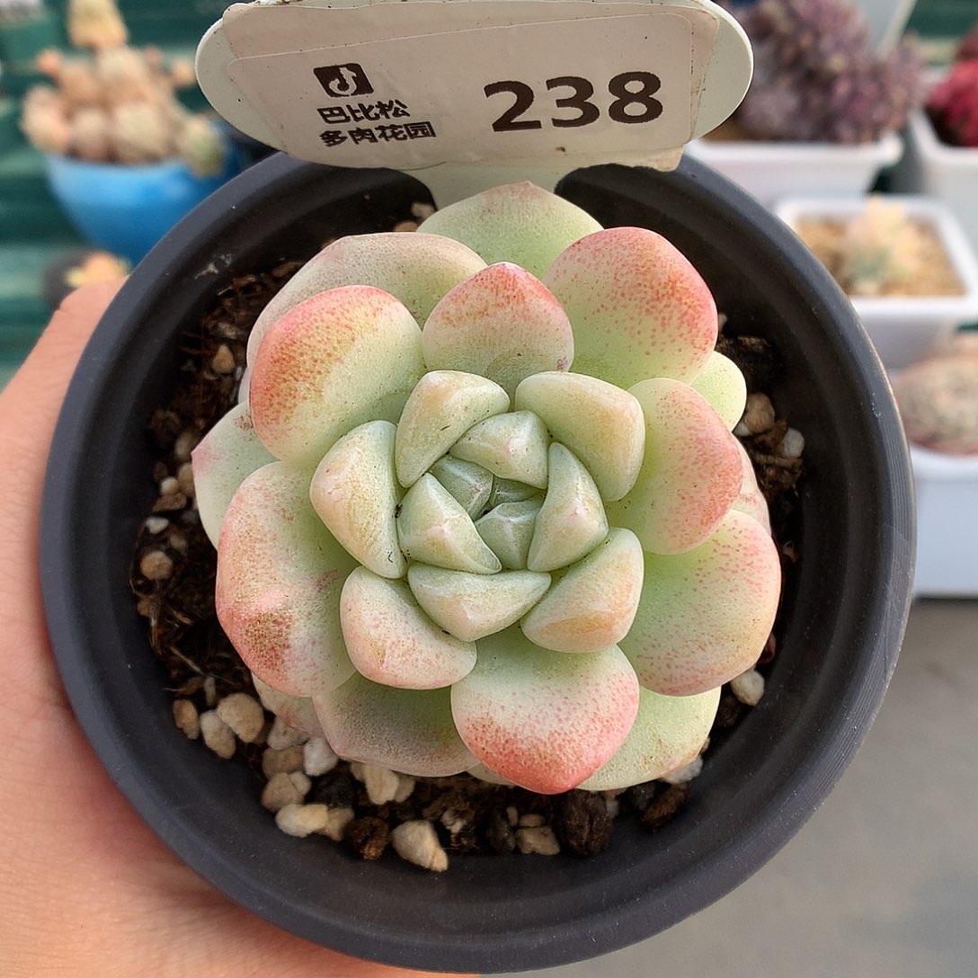 238冰玉石化多肉植物