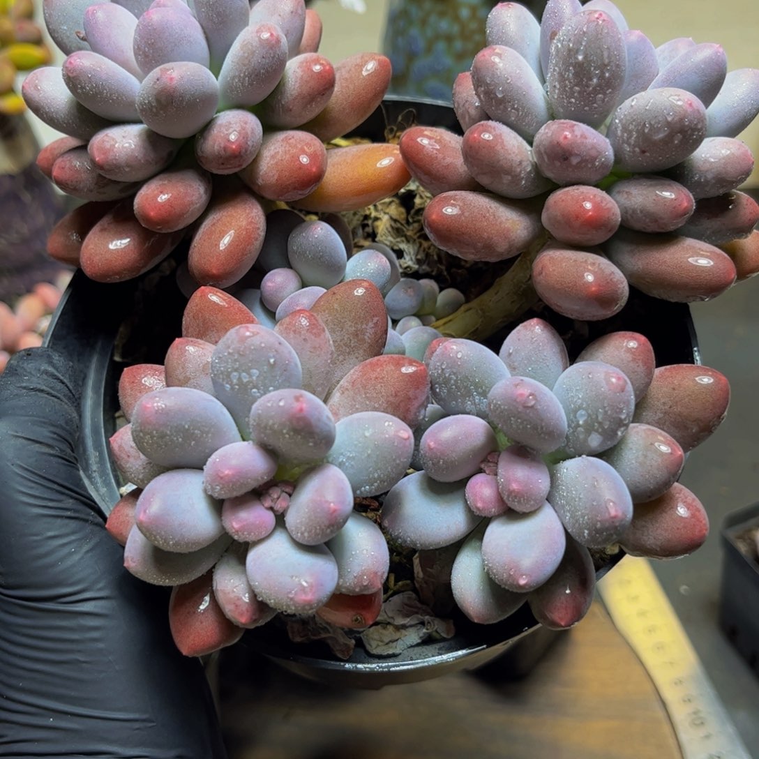 947大群彩虹奶17厘米