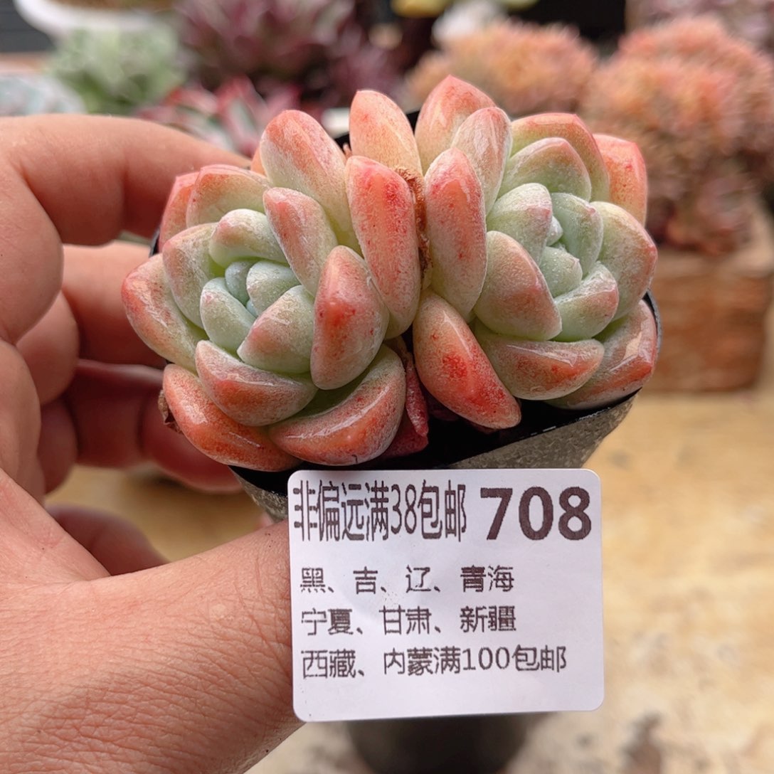 708冰玉德华多肉