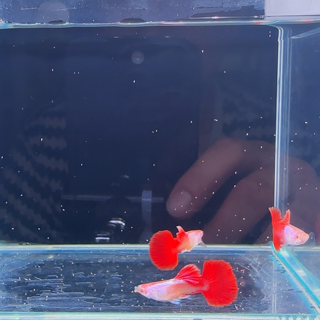 孔雀鱼艾尔银红尾半月尾3对