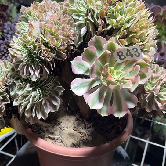 遇***.一颗多肉法师 843