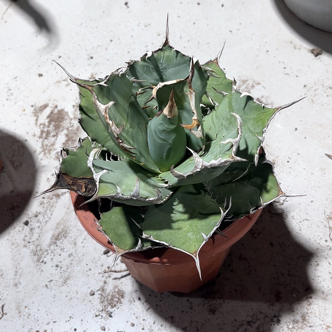 百*南霸王，脱土发货