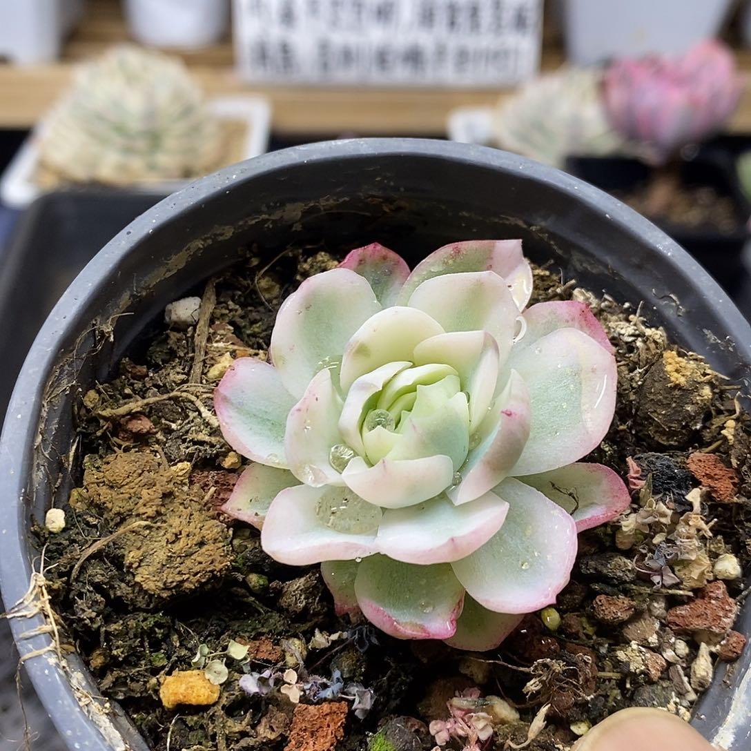 2842 胭脂贝瑞锦