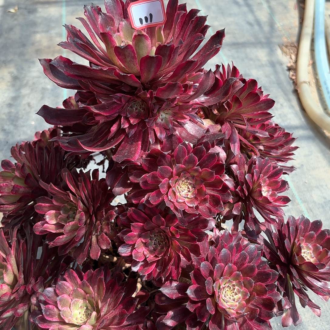 111雪肌多肉植物绿植