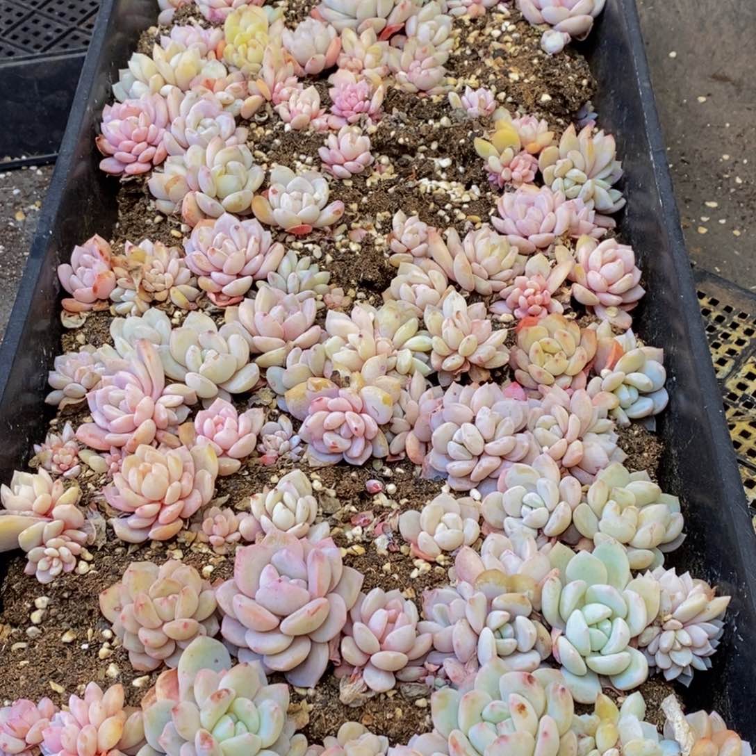 588夏日中文网首发内容简介