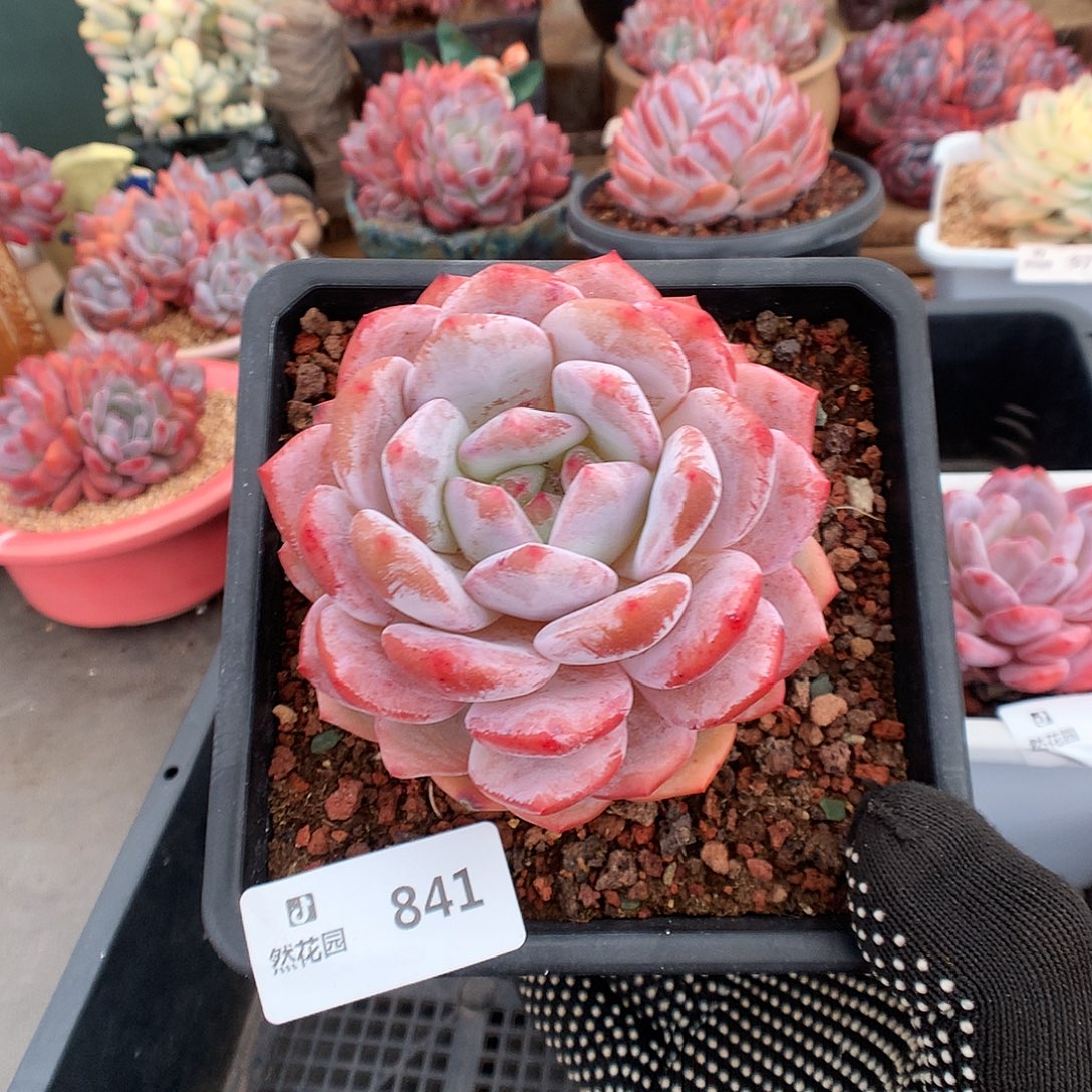 841星橙多肉植物6666多肉植物