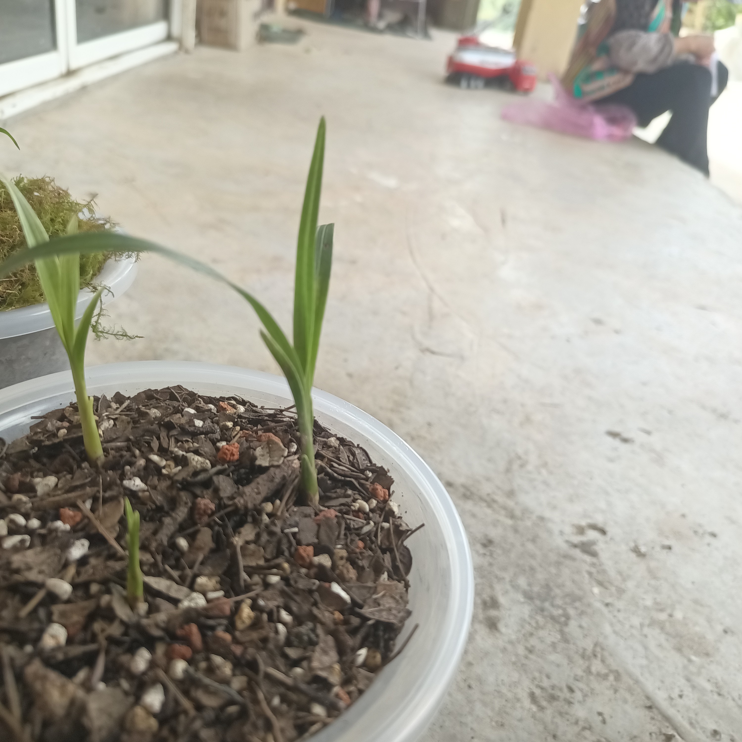 浓香型四季开花墨兰盆栽室内桌面阳台观赏绿植花卉