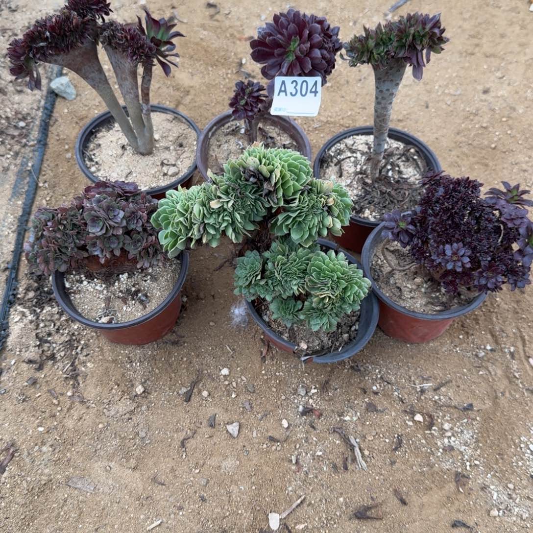 304欧紫黑法师绿缀万缀微瑕共6颗