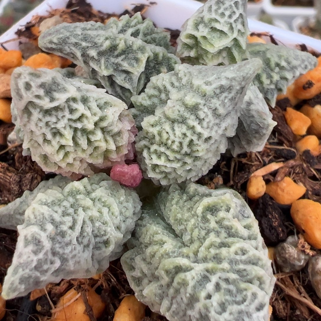 倒刺融化纹冰激凌多头纯木质桩