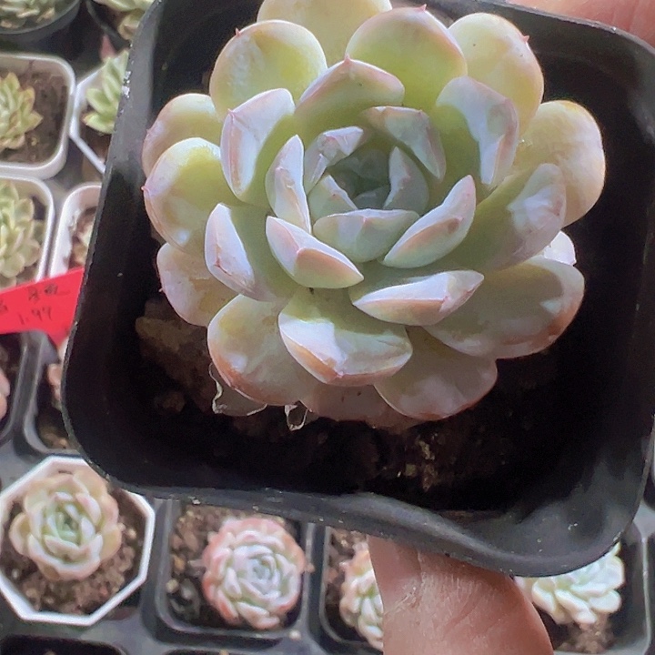 雪颜精品多肉植物大战