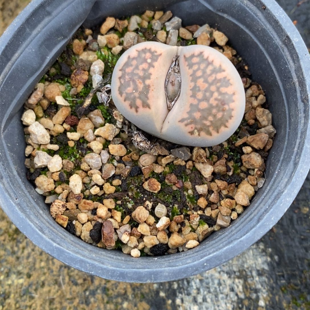 自助下单一物一拍多肉植物_下滑有惊喜