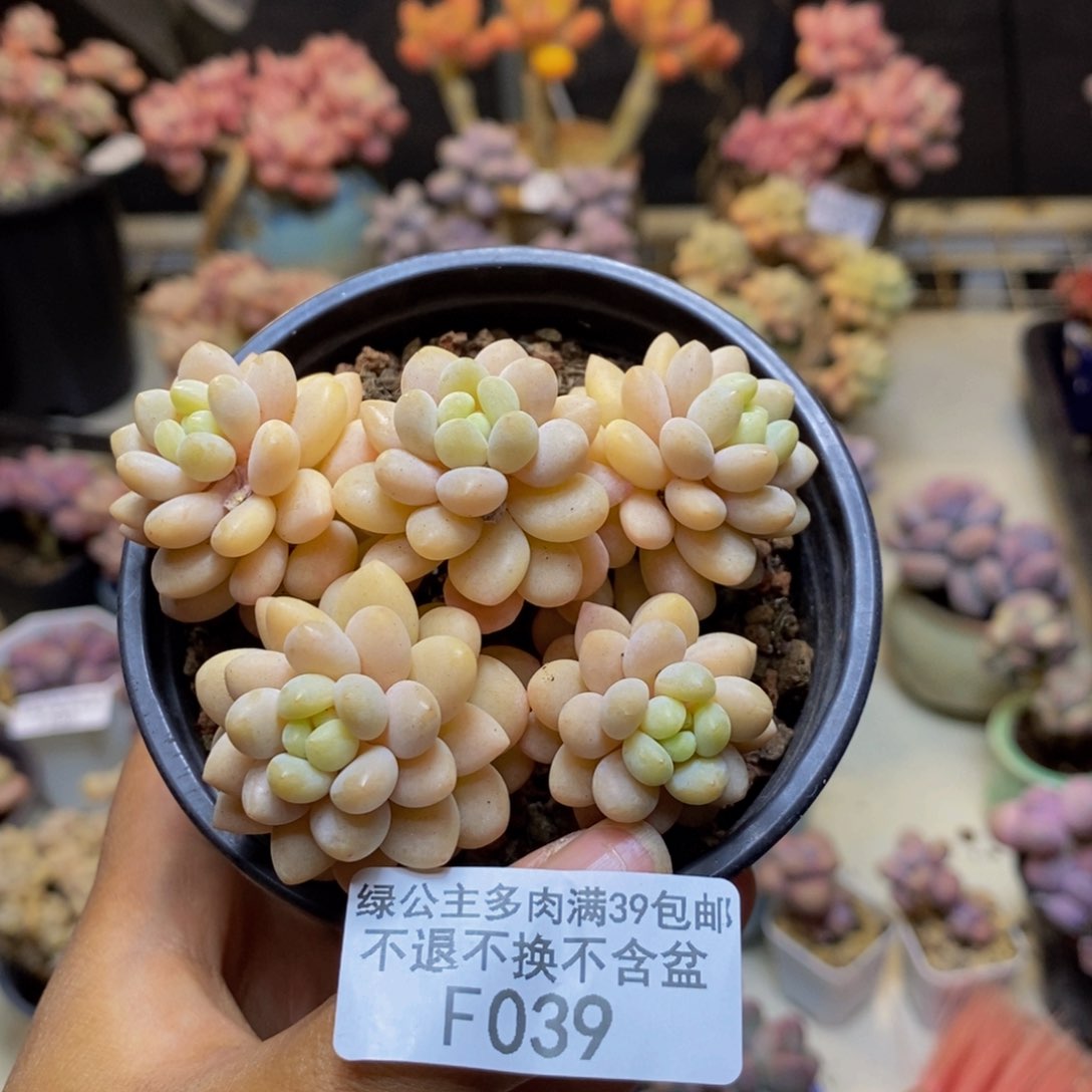 039洛可可多肉轻微掉叶