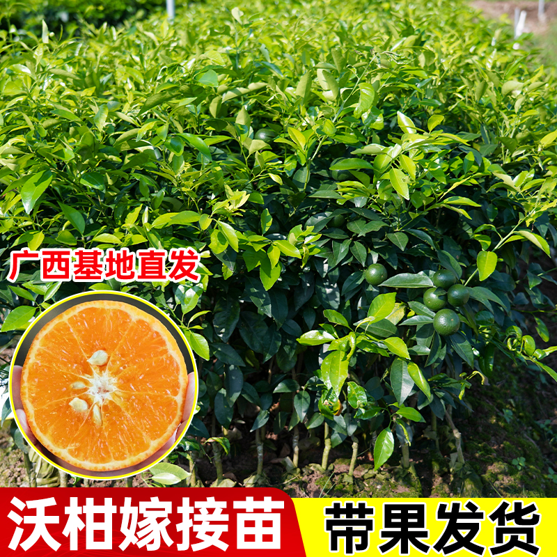 正宗沃柑嫁接盆栽苗杯苗盆栽地栽带原土叶子发货果苗南方可种少籽