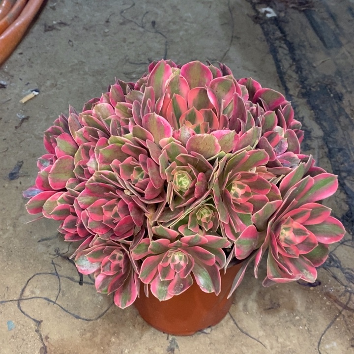 女妖多肉植物14。 