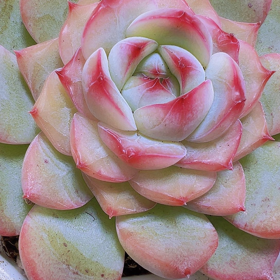 玉笛19包邮也哦肉植物